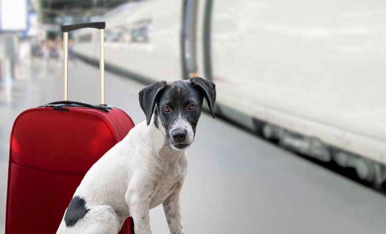 Pet Boarding photo from Adobe Stock