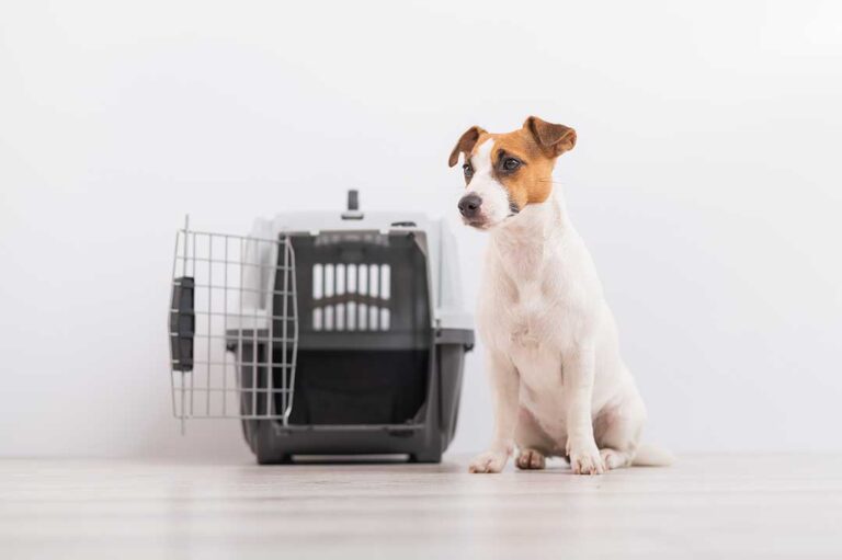 A pet owner placing a familiar blanket and toy into a kennel beside their small brown dog.