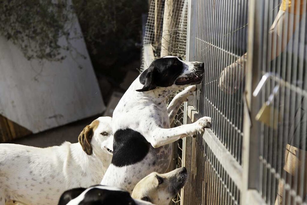 Staff member carefully administering medication to a calm, elderly dog inside a clean pet boarding facility.