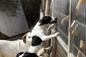 Staff member carefully administering medication to a calm, elderly dog inside a clean pet boarding facility.