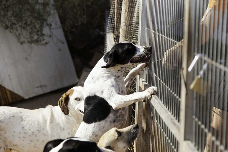 Staff member carefully administering medication to a calm, elderly dog inside a clean pet boarding facility.