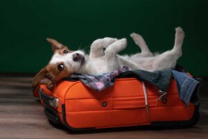 A calm dog resting on a blanket beside a labeled food container in a clean boarding room.