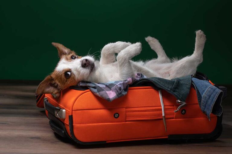 A calm dog resting on a blanket beside a labeled food container in a clean boarding room.