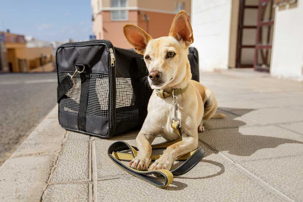 A staff member gently checks in a dog with a travel bag, leash, food container, and written care instructions.
